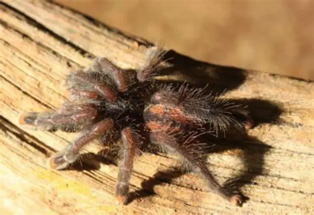 Подковообразных летучих мышей гораздо больше, чем думали ученые