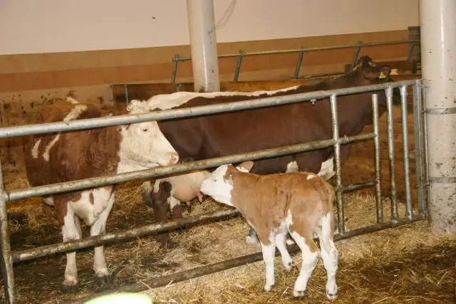 Увеличение риска наводнений: «100-летние» наводнения будут происходить каждые 1-30 лет, согласно новым картам наводнений