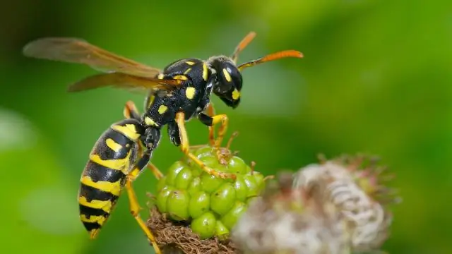 Что убивает морских выдр? Штамм паразита от кошек: обнаружена генетическая связь между смертельным патогеном и дикими и одичавшими кошками на суше