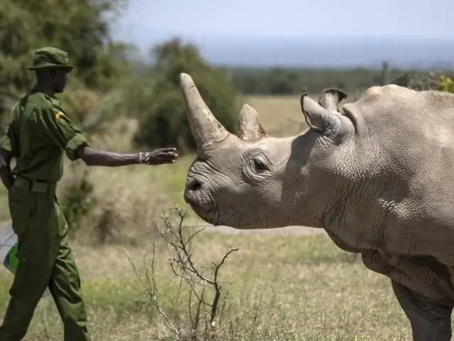 Яйца северного белого носорога успешно оплодотворены