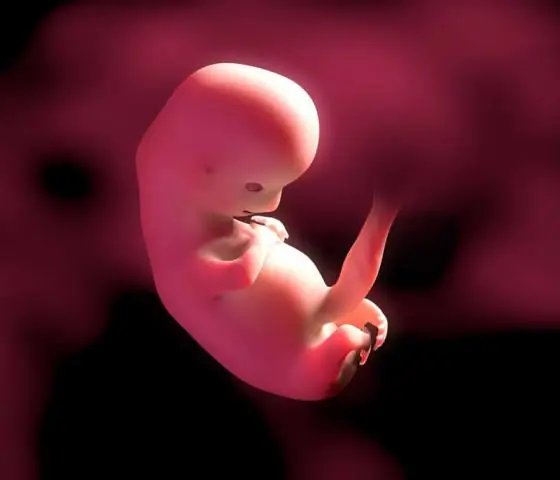 Развитие мозга медоносной пчелы может улучшить общение в виляющем танце: изменения в развитии настраивают роль чувствительных к вибрации нейронов