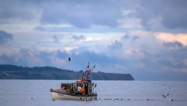 Как сельдь адаптировалась к световой среде Балтийского моря