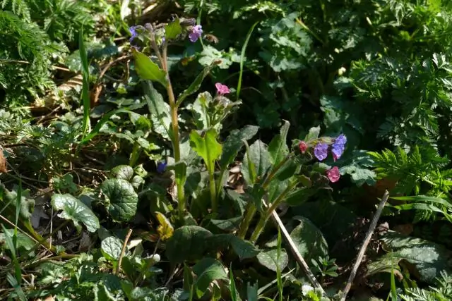 Дикие пчелы, гнездящиеся на земле, могут подвергаться смертельному воздействию неоновых соединений в почве