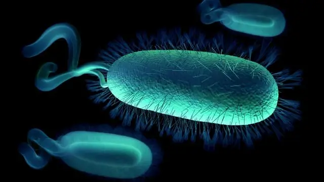 Как пчелы живут с бактериями