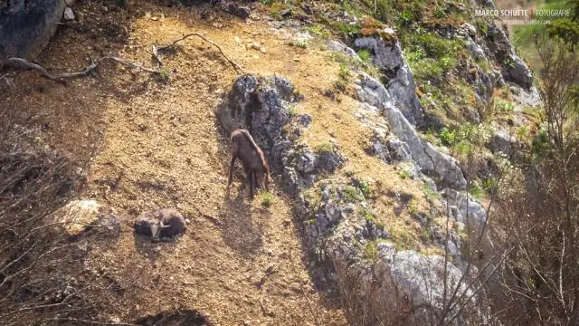 Изотопы в фекалиях показывают, где охотятся скрытные ягуары