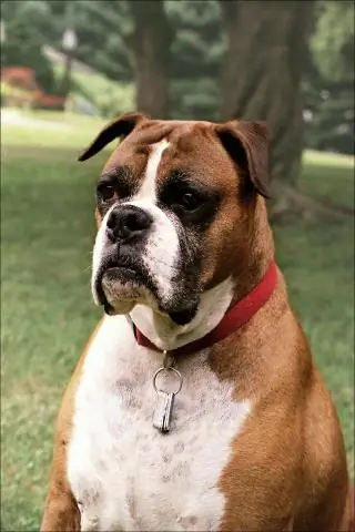 Clostridium difficile могут быть друзья в виде грибов