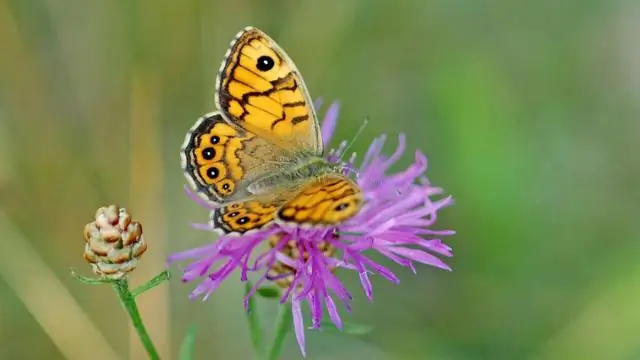 Биоразнообразие пастбищ развевается по ветру