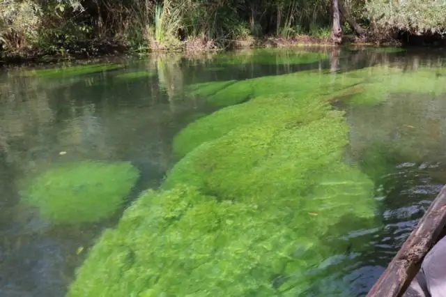 Бургундский винный виноград рассказывает климатическую историю и показывает ускорение потепления за последние 30 лет
