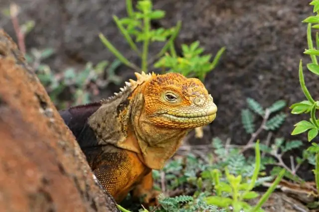 Разнообразие растений и эндемизм в Китае: труднодоступные места и разнообразный микроклимат