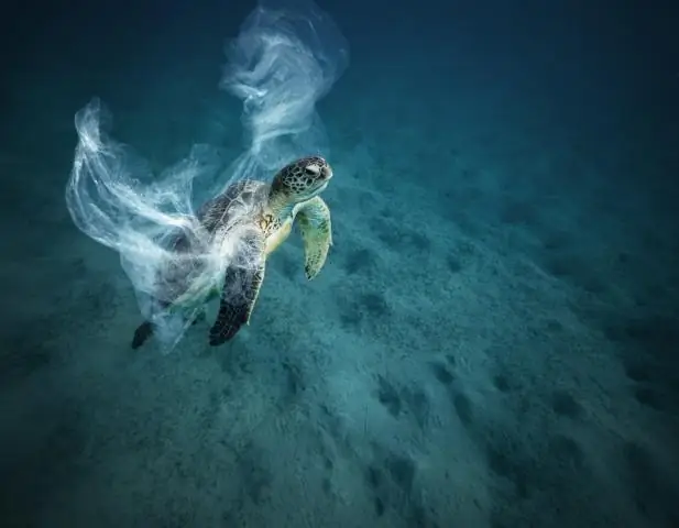 Глобальное потепление может уменьшить генетическое разнообразие растений в Центральной Европе