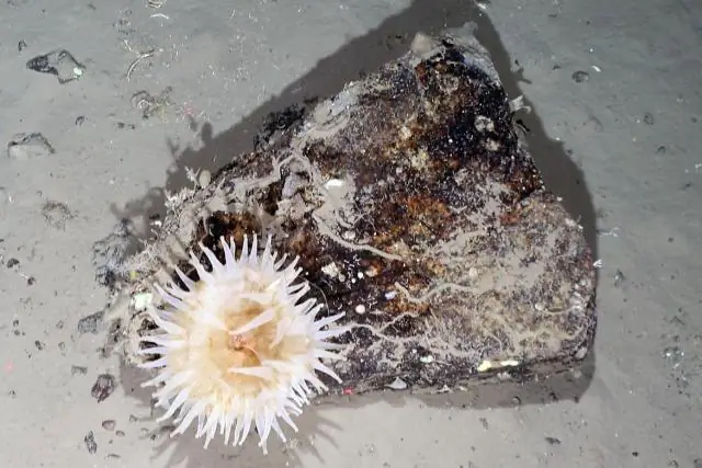 Винтажный фильм показывает, как шельфовый ледник Туэйтса тает быстрее, чем наблюдалось ранее