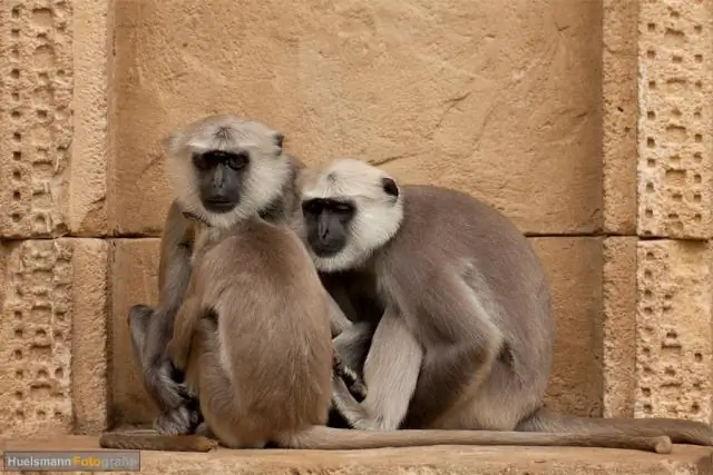 Сравнение вокализаций приматов: обезьяны Старого Света объединяют элементы в речи, но только два и никогда больше, в отличие от людей