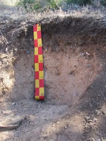 Поиск оленей не останавливает уплотнение лесов на востоке США