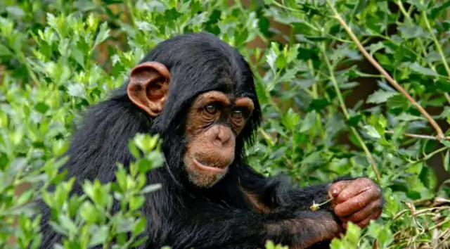 Выявлено сходство в цвете глаз человека, шимпанзе и бонобо