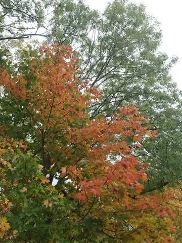 Древние виды животных: окаменелости возрастом 550 миллионов лет среди первых следов животных