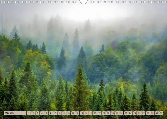 Белки прислушиваются к разговору птиц как к сигналу о безопасности: услышав случайный щебет птиц после крика хищника, белки успокаиваются и переходят в режим повышенной готовности