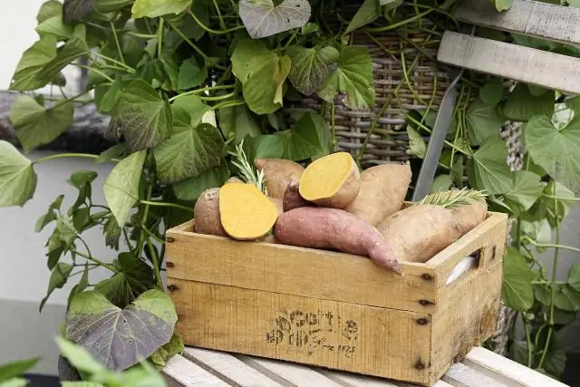 От тропиков до северных широт функционирование экосистем зависит от температуры