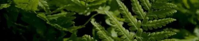 Новые модели основных питательных веществ океана