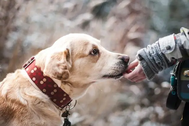 Кормление домашних животных сырой пищей не рассматривается владельцами домашних животных как значительный источник инфекций