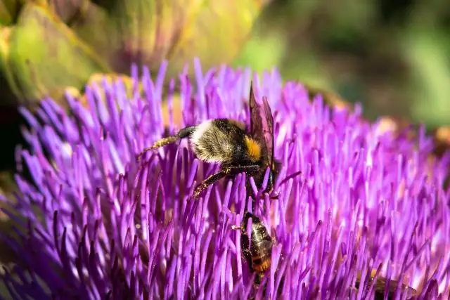 Ученые обнаружили, что психиатрические препараты влияют на содержимое кишечника