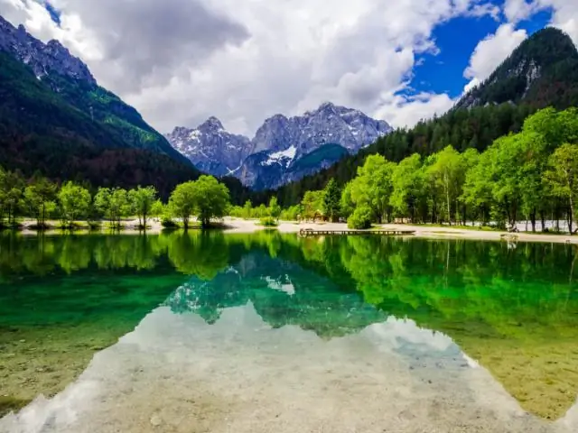 Виды ясеня, вероятно, переживут изумрудных жуков-ясеневых мотыльков, но едва ли