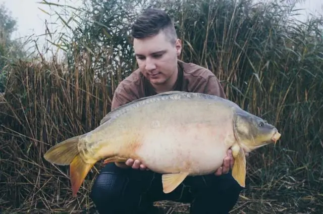 Личинки жуков-могильников знают, когда лучше всего просить еду