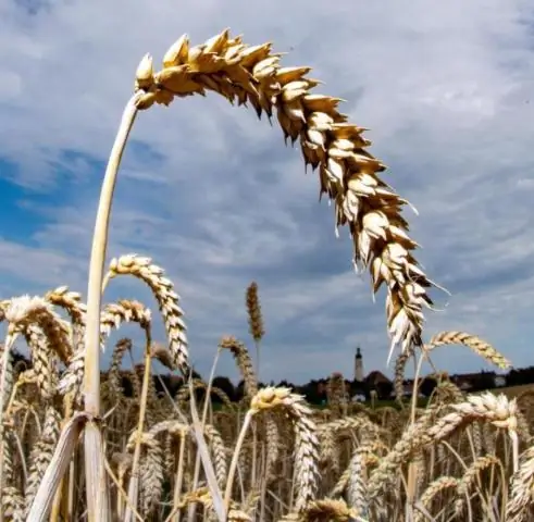 Кукуруза на шаг ближе к устойчивости к бактериальной полосатости листьев