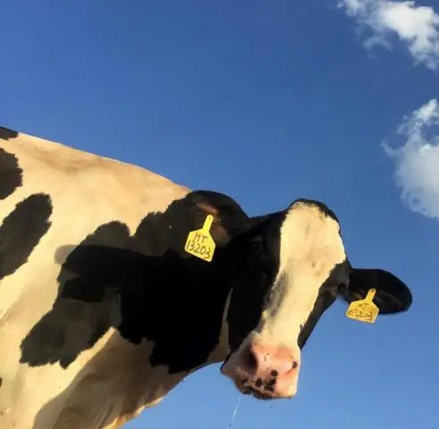 Ученые разгадывают давнюю тайну малоизученной лягушки