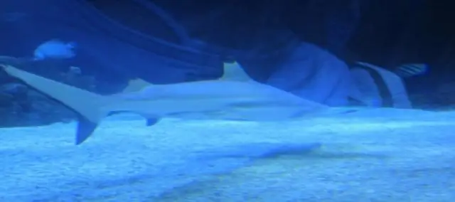 Выбросы серы из морских водорослей сократились в ледниковые периоды