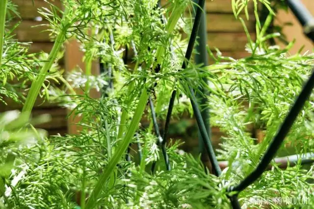 Почему Земля так биологически разнообразна? Горы держат ответ