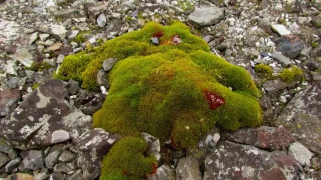 Низкий ледовый покров в Арктике: второй самый низкий сентябрьский минимум с начала наблюдений