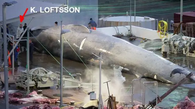 Вымирание исландского моржа совпадает с заселением скандинавов