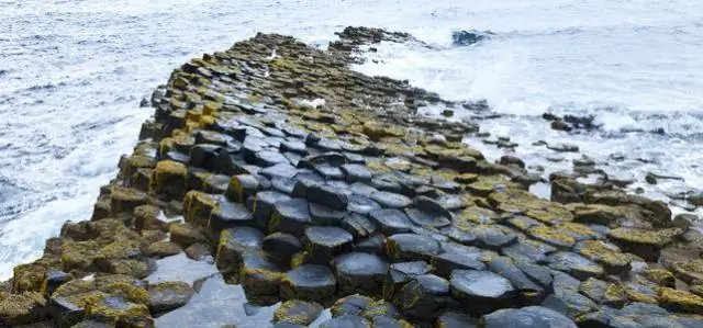 Микробы производят химические вещества для обоняния кошек