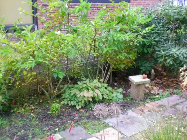 Как микротрубочки разветвляются в новых направлениях, первый взгляд на животных: биологи говорят, что визуализация основного митотического пути в живых клетках животных является первой