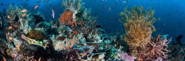 Надежда на восстановление кораллов может зависеть от хорошего воспитания