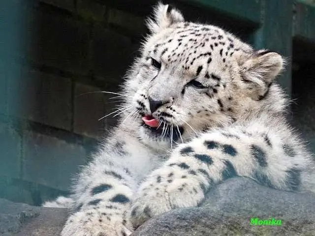 Сладкий успех выживания паразита может также стать его крахом