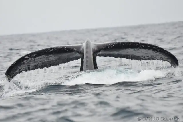 Климатические признаки выявлены в реках по всему миру