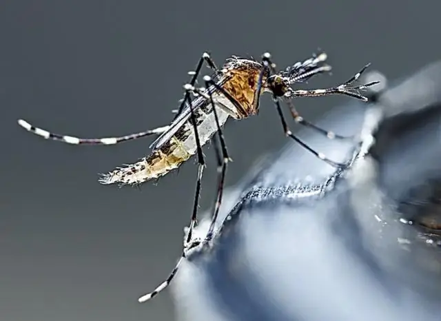 Осторожно, инвазивные виды: роботы идут