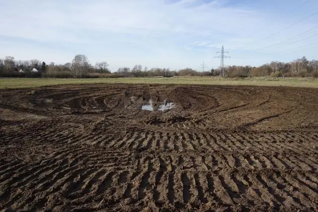 Раскрыта генетика викторианской свиной оленя