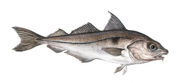 Североатлантическая пикша ориентируется по магнитному компасу: исследование показало, что личинки пикши ориентируются в море на северо-запад