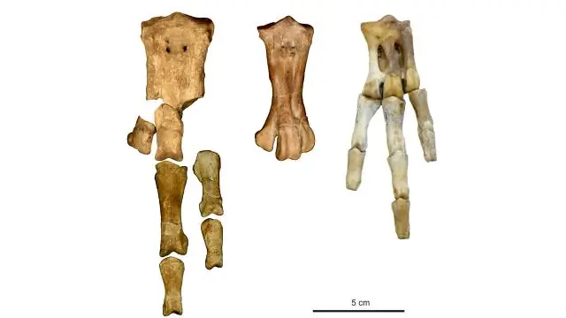 Один из старейших видов птиц в мире найден в Вайпара, Новая Зеландия