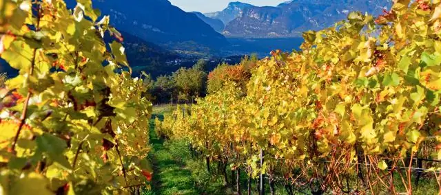 В поисках характеристик отмеченного наградами вина