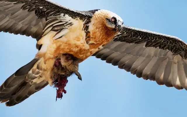 Недооцененные районы дикой природы могут снизить риск исчезновения вдвое: новые карты определяют глобальные регионы дикой природы, которые защищают биоразнообразие