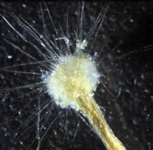 У пшеничного пилильщика обнаружен новый микроб