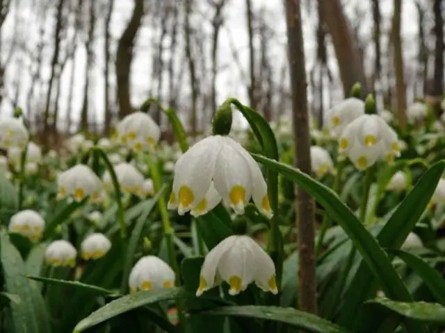 Чтобы расти или цвести: гены, идентифицированные у ранних потомков наземных растений, также обнаружены у современных культур