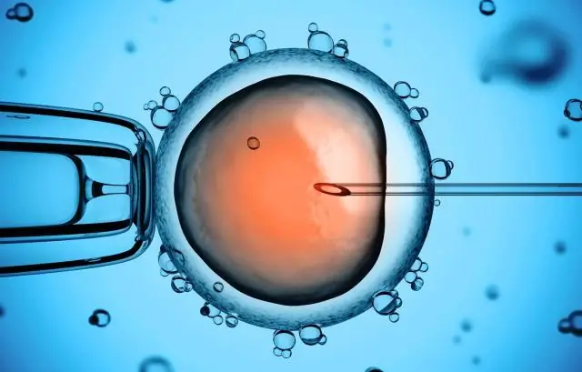 Исследователи изменяют микробиом кишечника мышей, кормя полезные бактерии предпочитаемыми ими волокнами