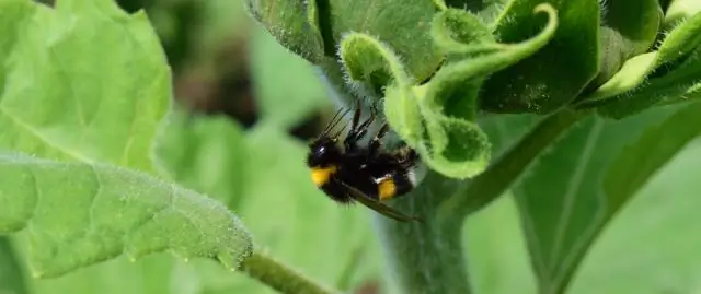 Исследование изменения климата показывает, что сезон кленового сиропа может наступить раньше