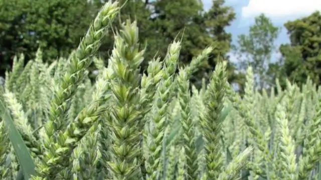 Мыло из соломы: Ученые разработали экологически чистый ингредиент из сельскохозяйственных отходов