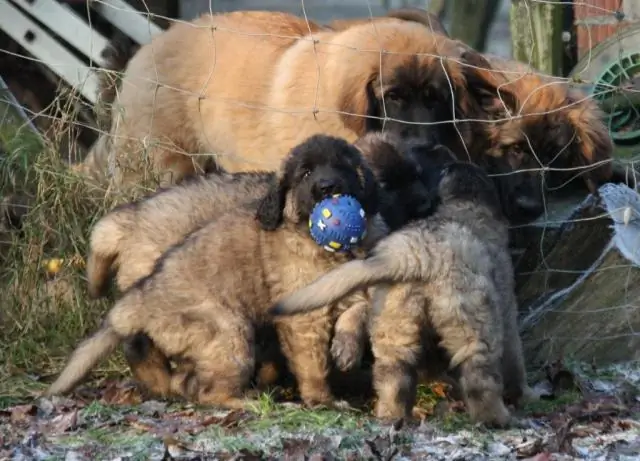 Что говорят о жизни волков сломанные зубы: биолог связывает увеличение количества сломанных зубов с сокращением запасов добычи