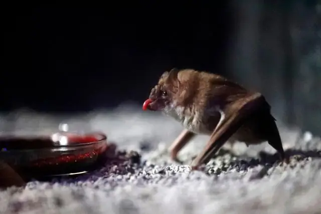 Летучие мыши используют личную и социальную информацию во время охоты